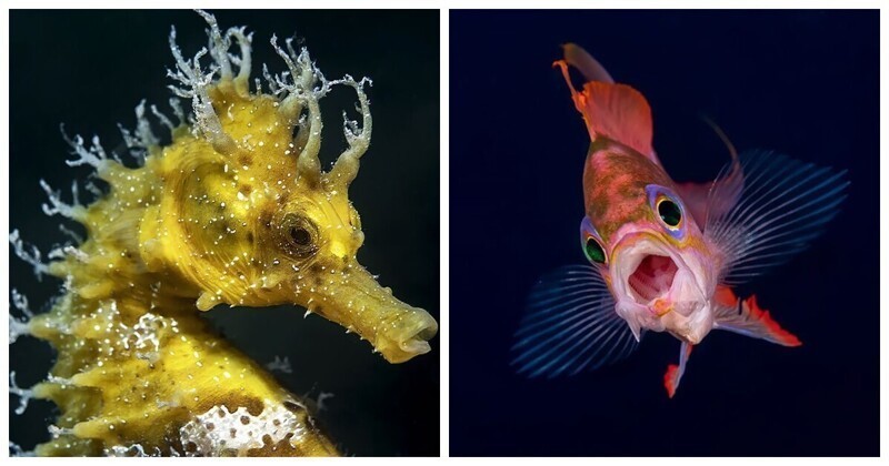 Победители конкурса подводной фотографии Ocean Art 2021 (21 фото)