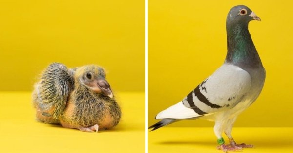 Фотопроект Джерарда Геттингса: как животные преображаются с момента их появления на свет (13 фото)