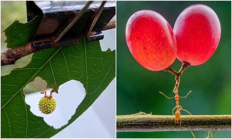 Фотограф делает удивительные макро-снимки с муравьями (13 фото)