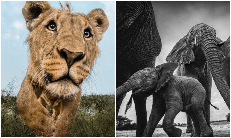 Фотограф установил скрытую камеру в Африке - и делает портреты животных (11 фото + 1 видео)