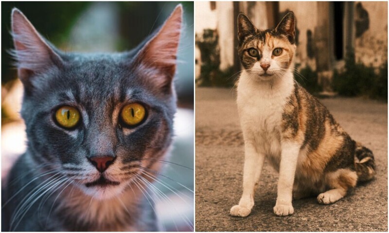 Фотограф делает чудесные снимки бездомных кошек на Кипре (18 фото)