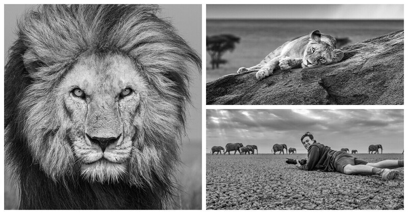 Фотограф снимает портреты самых свирепых хищников Африки с помощью удаленной камеры (22 фото)