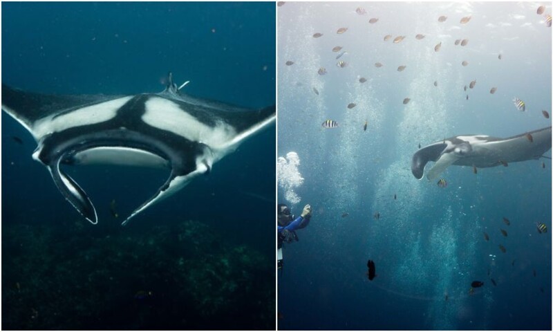 Sea giants: photographer takes mesmerizing photos of stingrays underwater (20 photos)
