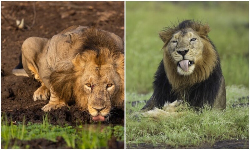 Фотограф прождал 8 часов на жаре, чтобы сделать снимок льва (8 фото)
