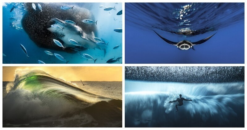 Победители фотоконкурса Ocean Photographer of the Year 2022 (28 фото)