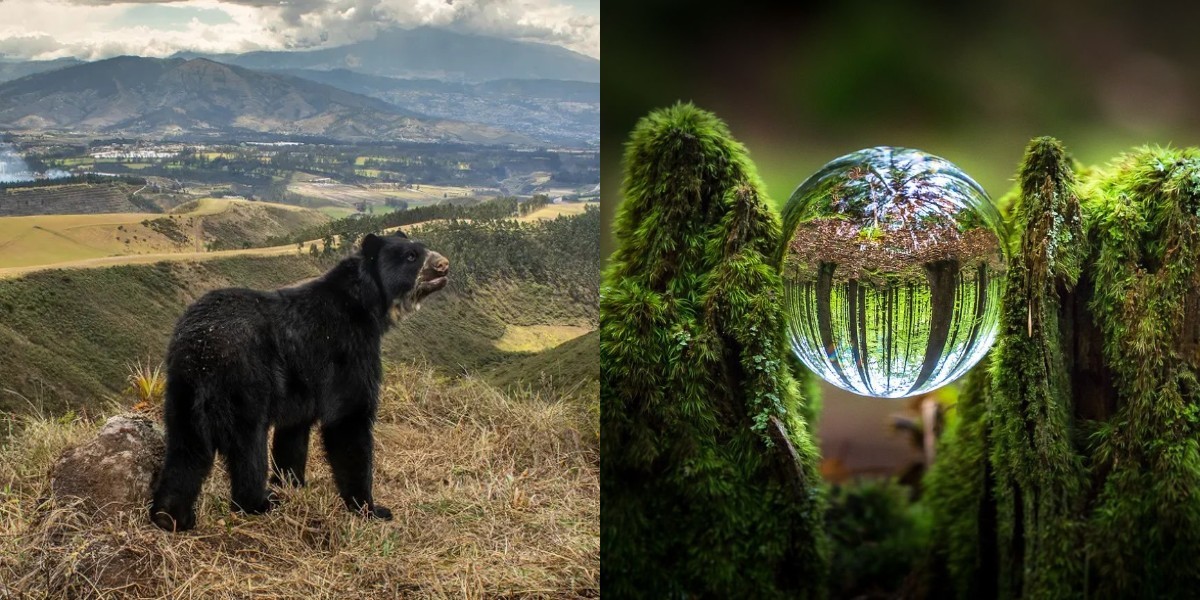 Лучшие работы конкурса «Фотограф года дикой природы 2022 года» (10 фото)