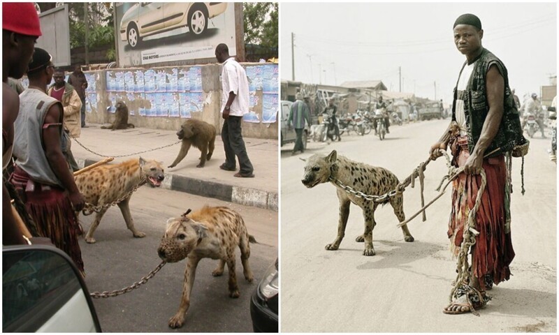 Нигерийцы, гуляющие с гиенами на поводках, возмутили публику (11 фото)