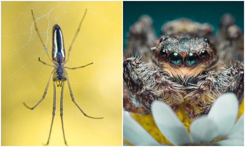 Макро-снимки насекомых, которые поражают своими деталями (24 фото)