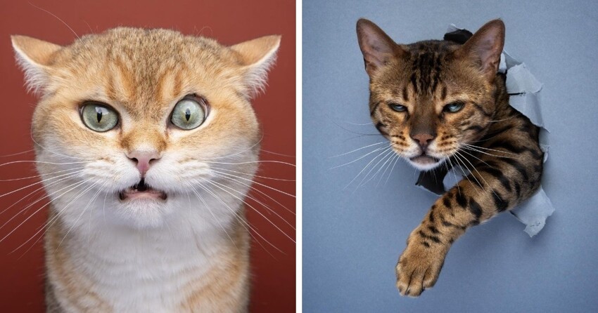 Фотограф из Германии делает потрясающие снимки котиков, показывая, сколько разных «я» может в них прятаться (16 фото)
