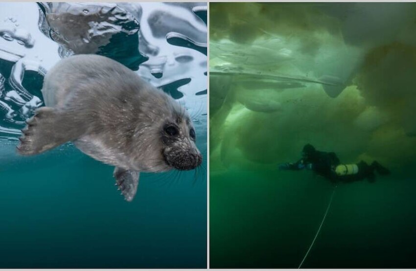 Фотограф отправился искать тюленей на Байкале, и вот что из этого вышло (12 фото)