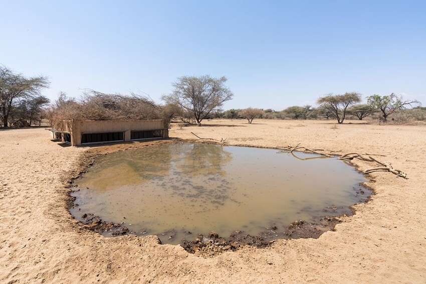 В Африке фотограф построил пруд, и животные теперь приходят на водопой (17 фото)