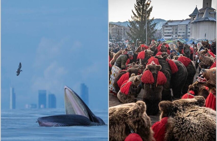 Медведи в деревне и кит в городе: 12 ярких фото с конкурса, посвященного дикой природе (13 фото)