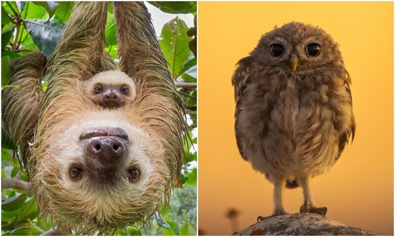 30 снимков диких животных, которые вдохновляют беречь природу (31 фото)