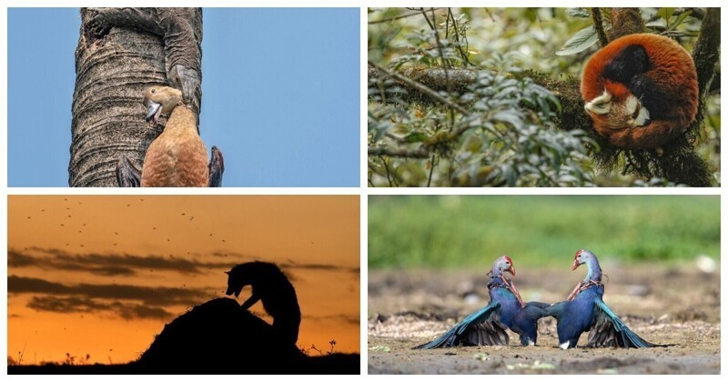 25 победителей конкурса фотографий дикой природы Nature inFocus 2022 (26 фото)