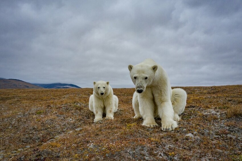 Как фотограф снял уникальные фото белых медведей (15 фото + 1 видео)