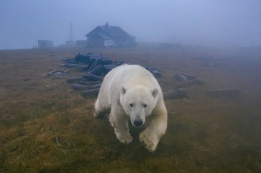 Фото белого медведя костюм медведя