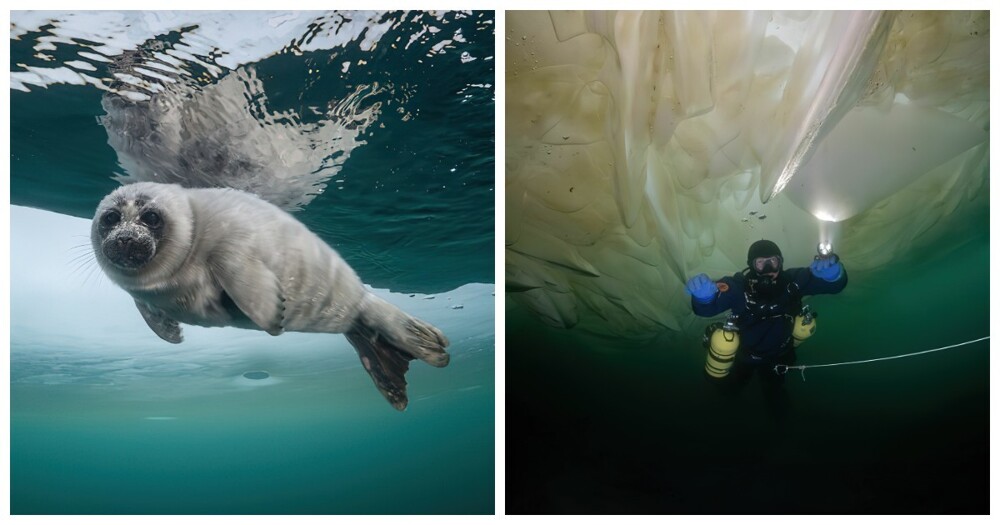 Подо льдом: подводные снимки байкальских нерп (17 фото)