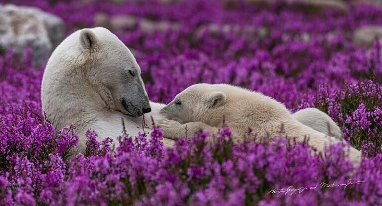 Игривые фотографии белых медведей (11 фото)