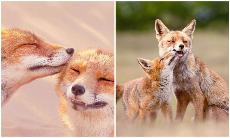 Фотограф показала, какими нежными могут быть лисы (30 фото)