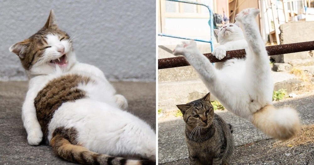Милые и шкодливые уличные коты в фотографиях Масаюки Оки  (19 фото)