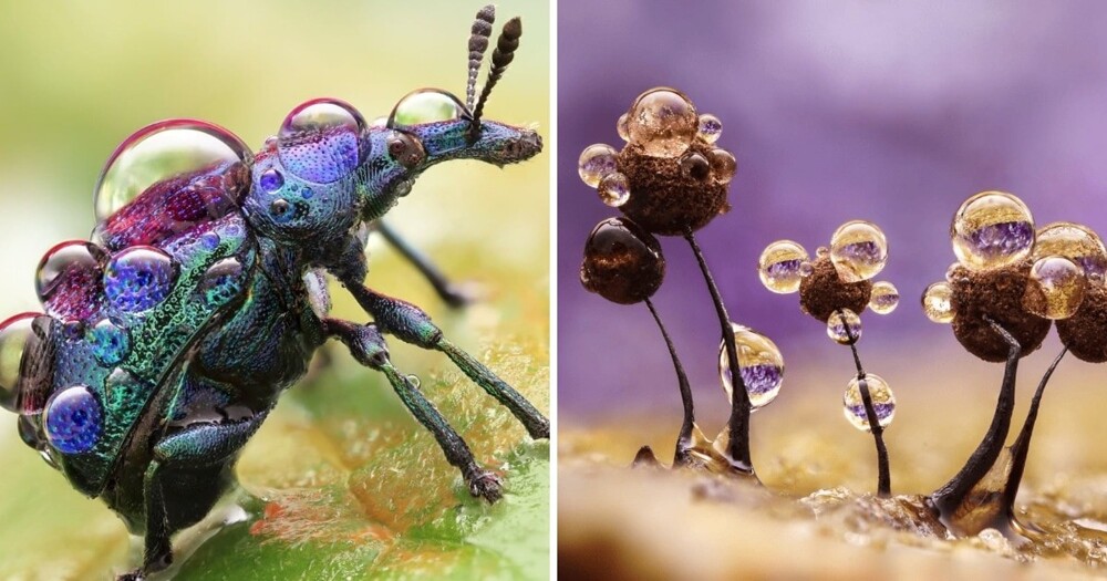 18 macro shots from a German photographer who captures the world of insects (20 photos)