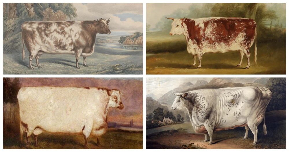 Прямоугольные коровы: геометрический домашний скот на британских картинах XIX века (21 фото)