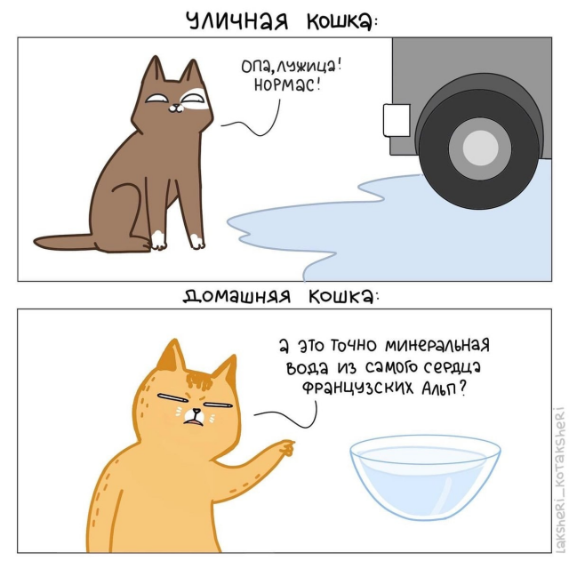 Забавный комикс про котиков для хорошего настроения (16 фото)