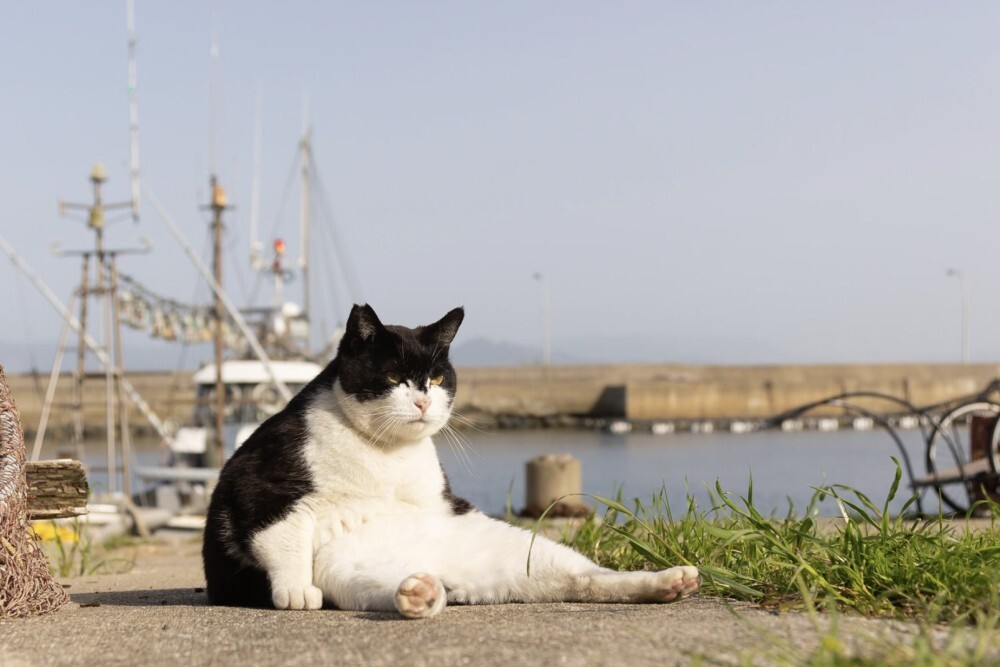 Толстый ворчливый кот и очень усталый хорек — объявлены претенденты на Comedy Pet Photo Awards (13 фото)