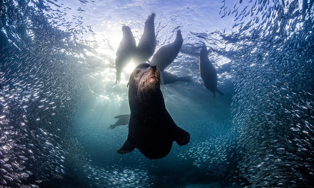 A grieving pilot whale and a soaring elephant: winners of the Environmental Photography award (16 photos)