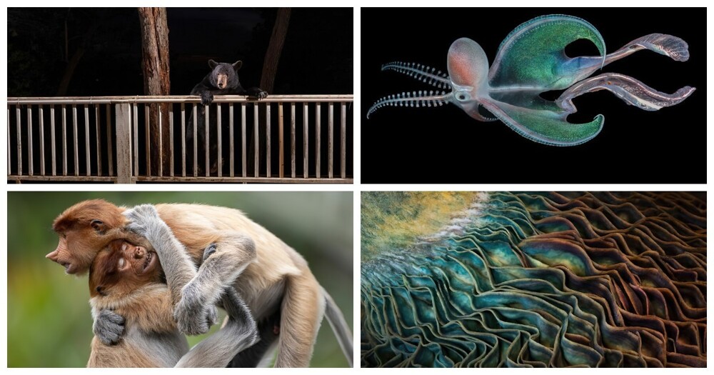 The best photos from the Big Picture Natural World 2023 competition (21 photos)