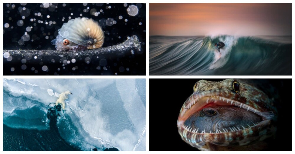 Победители конкурса Ocean Photographer of the Year 2023 (18 фото)