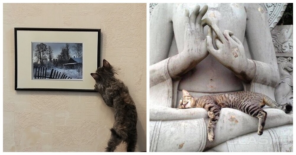 Коты – ценители искусства (19 фото)