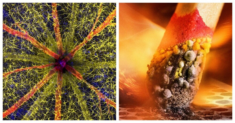 The 25 best images from the Nikon Small World 2023 microphotography competition (26 photos)