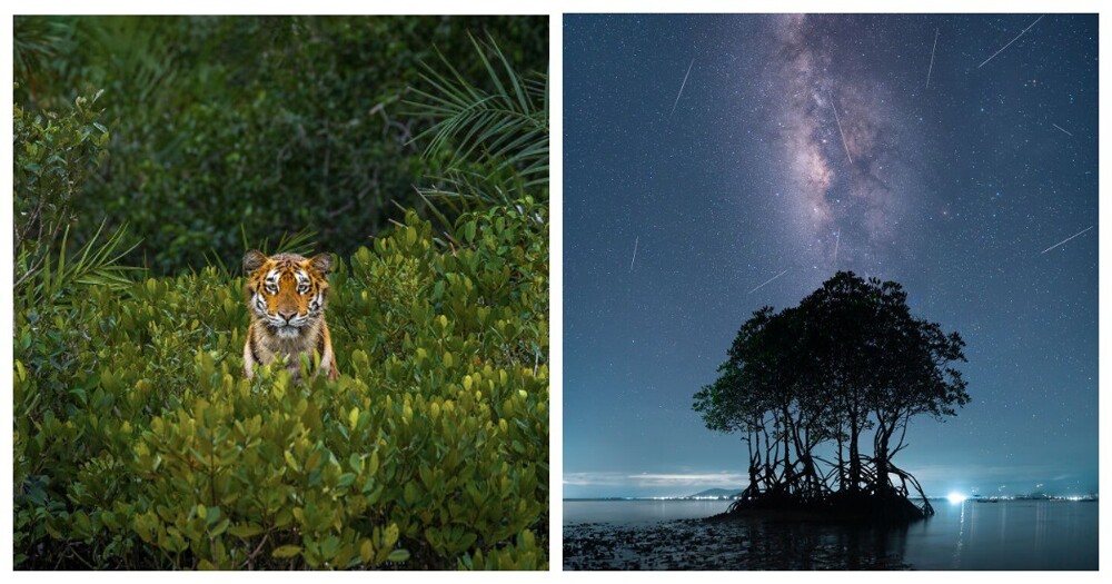 Секреты мангровых лесов: лучшие снимки конкурса Mangrove Photography Awards 2023 (23 фото)