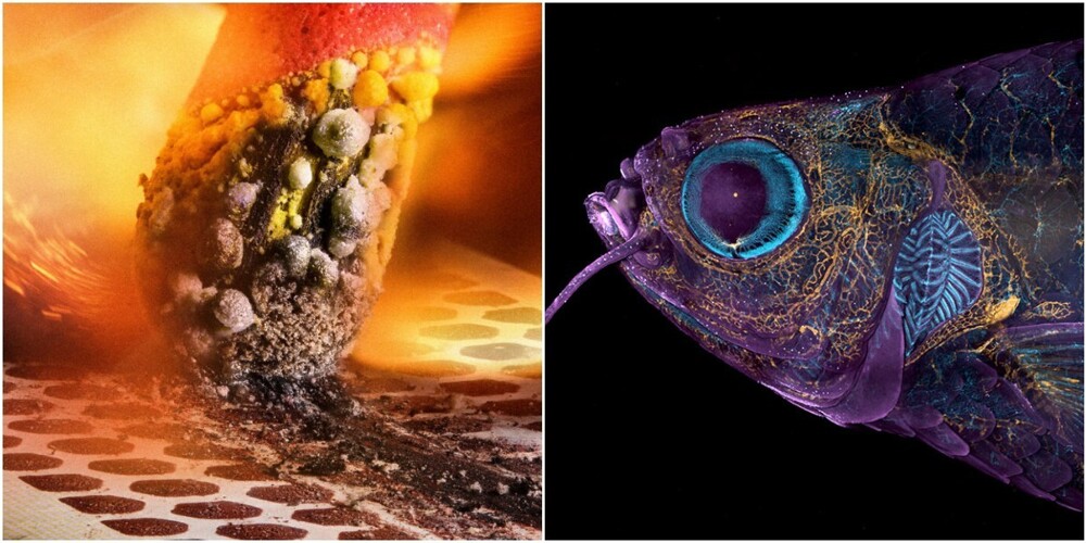 30 impressive shots taken using a microscope (31 photos)