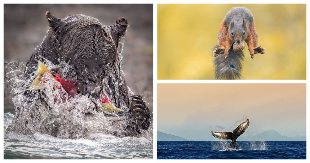 Жюри One Eyeland объявило лучших фотографов дикой природы 2023 года (36 фото)