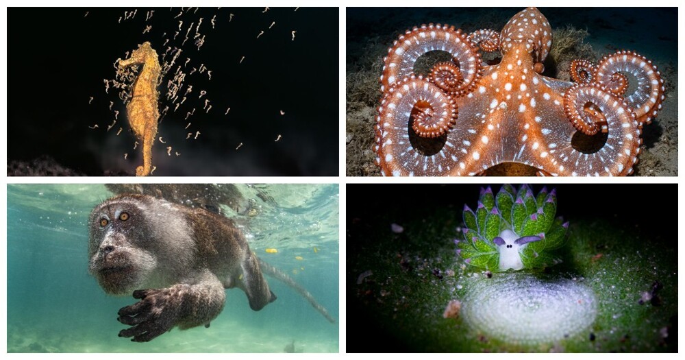 Winners of the underwater photography competition Ocean Art Contest 2023 (21 photos)