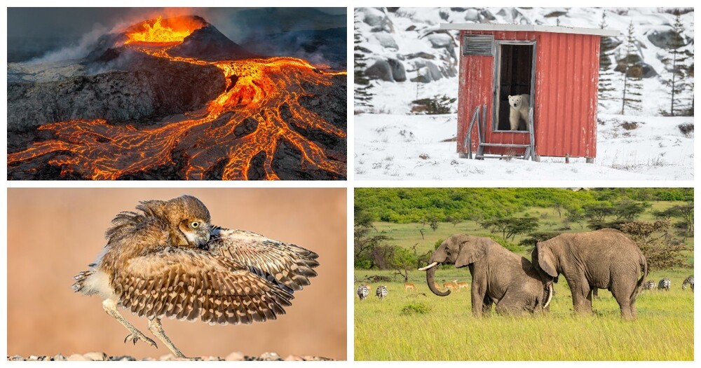 Найкращі знімки дикої природи премії NBP International Awards 2023 (26 фото)