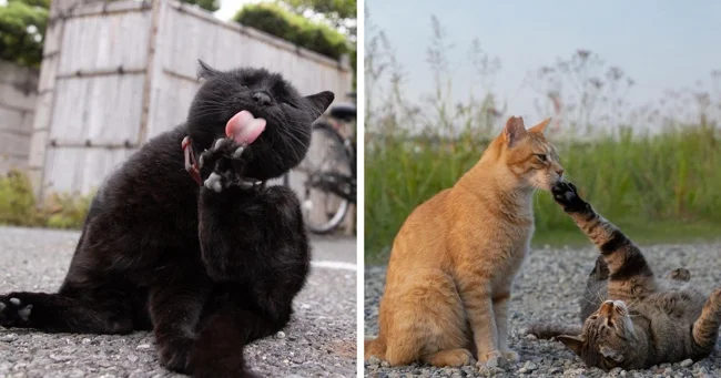 Charming street cats (20 photos)