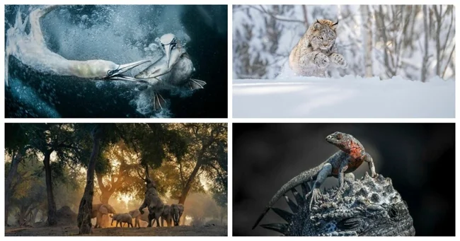 25 переможців фотоконкурсу World Nature Photography Awards 2024 (26 фото)