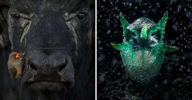 15 вражаючих знімків дикої природи, які стали переможцями світового конкурсу 2024 року (15 фото)