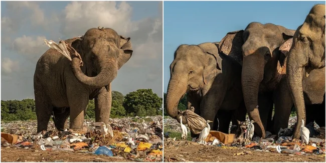 Печальные кадры: слоны едят мусор на Шри-Ланке (13 фото)