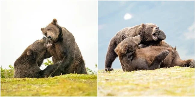 The photographer filmed a playful fight between two bears (11 photos)