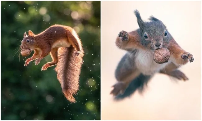 A photographer takes pictures of squirrels in a jump - and it turns out very epic (20 photos)