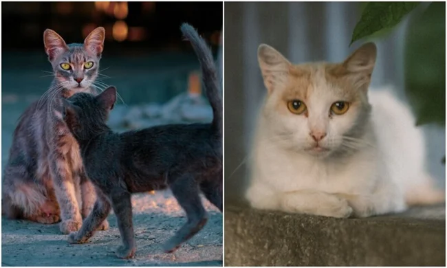 A photographer walks around Cyprus and takes photos of stray cats (18 photos)