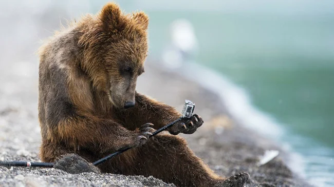 Why do the most sociable bears in the world live in Kamchatka (14 photos)