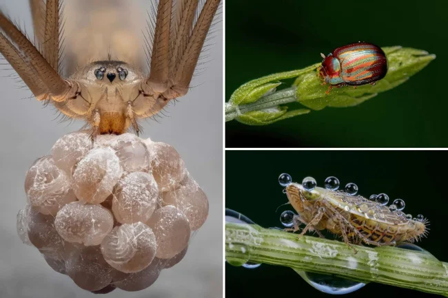 Spectacular photographs that won the British Photography Awards for macro photography (21 photos)