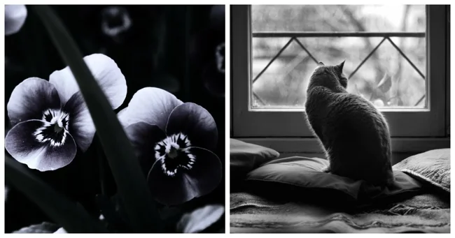 25 photos that demonstrate the simple but fascinating magic of black and white photos (26 photos)