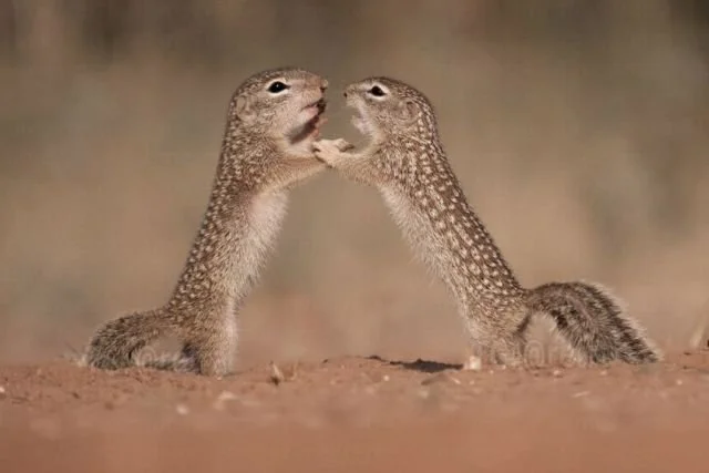 A photographer captured the most epic fight between two Mexican gophers (7 photos)