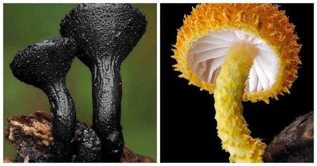 13 Macro Photos That Reveal the Fascinating World of Mushrooms (14 photos)
